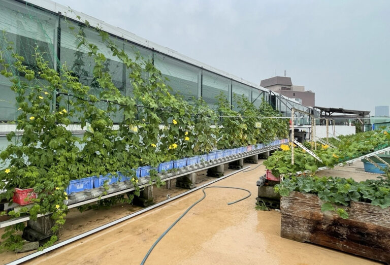 屋上菜園