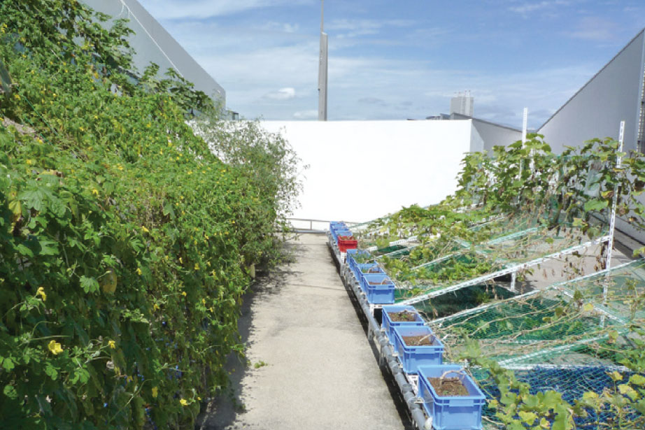 屋上菜園